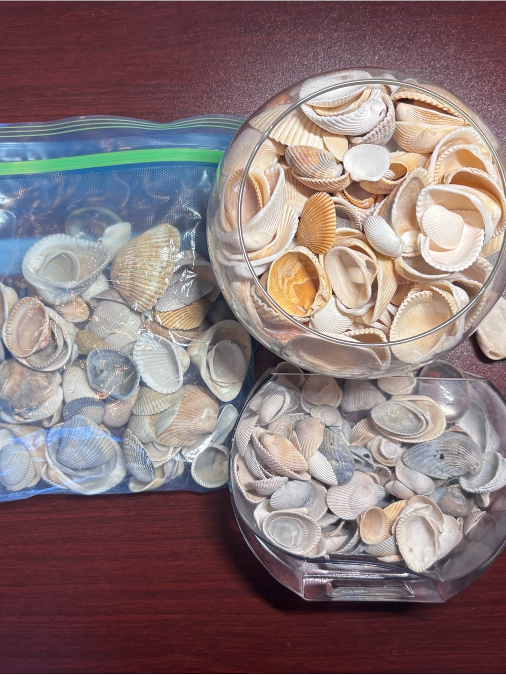 4 lbs Natural Mixed Seashell Collection - Neutral Tones home decor - Picture 7 of 8